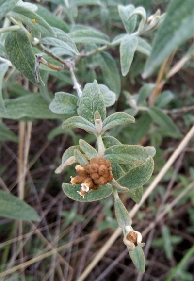 Buddleja aromatica, photographed by Alfredo F. Fuentes Claros