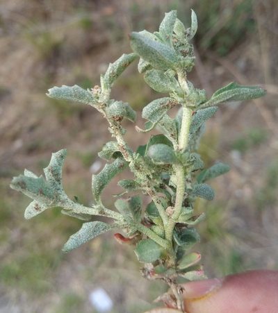 Atriplex suberecta, photographed by Alfredo F. Fuentes Claros