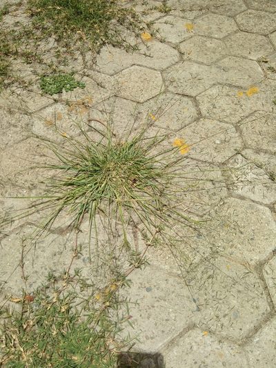 Eragrostis patula, photographed by Alfredo F. Fuentes Claros