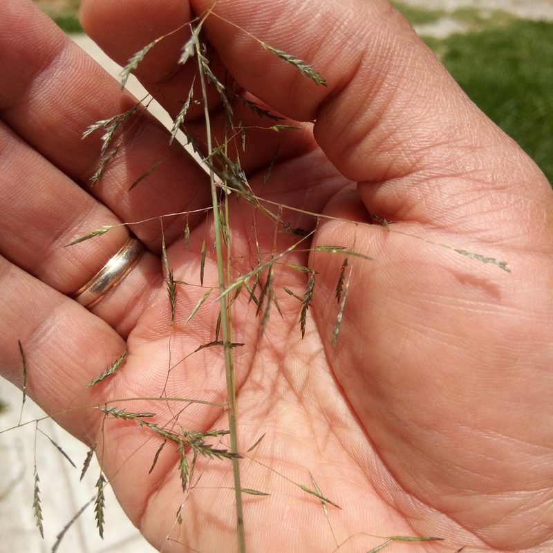 Eragrostis patula, photographed by Alfredo F. Fuentes Claros