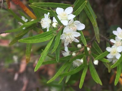 Austromyrtus tenuifolia, photographed by Thomas Mesaglio