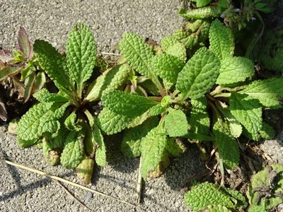 Salvia plebeia, photographed by 葉子