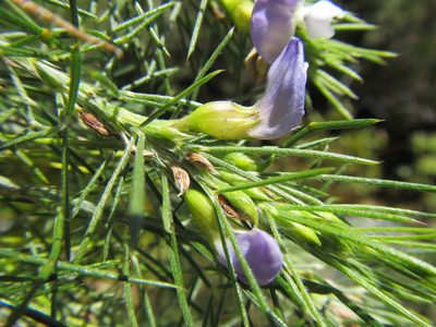 Psoralea gigantea, photographed by douglaseustonbrown