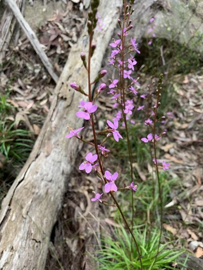 Stylidium productum, photographed by Guy Taseski