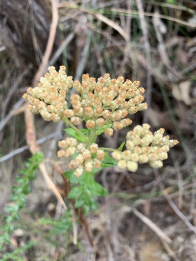 Cassinia denticulata, photographed by Guy Taseski