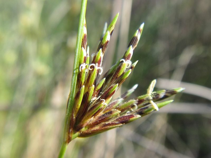 Ficinia polystachya, photographed by douglaseustonbrown