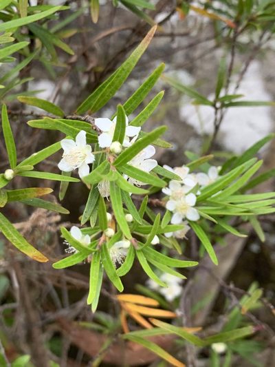Austromyrtus tenuifolia, photographed by Guy Taseski