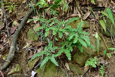 Adiantum flabellulatum, photographed by 國立臺灣博物館