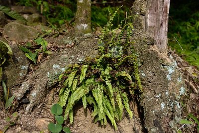 Lindsaea orbiculata, photographed by 國立臺灣博物館