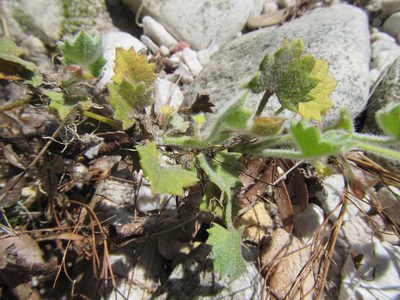 Centella flexuosa, photographed by douglaseustonbrown