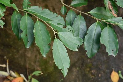Diospyros morrisiana, photographed by 國立臺灣博物館