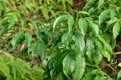 Melicope pteleifolia, photographed by 國立臺灣博物館