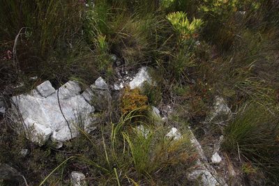 Thesium ericifolium, photographed by Tony Rebelo