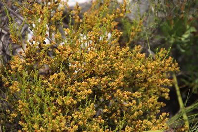 Thesium ericifolium, photographed by Tony Rebelo