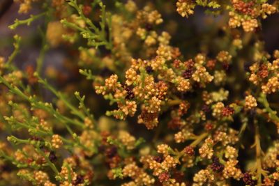 Thesium ericifolium, photographed by Tony Rebelo