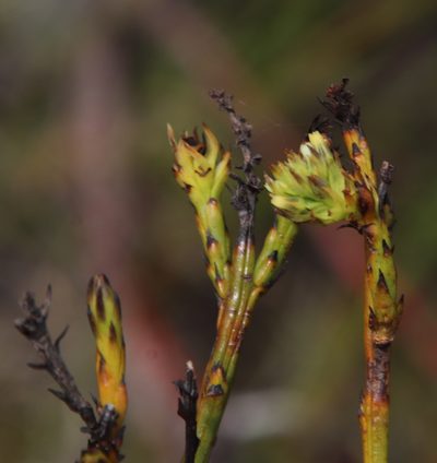 Thesium spicatum, photographed by Tony Rebelo