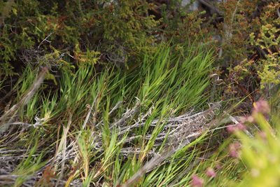 Pseudopentameris brachyphylla, photographed by Tony Rebelo