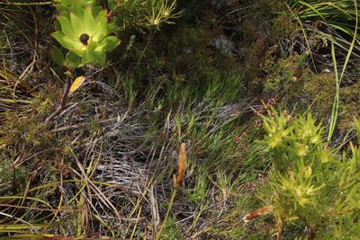 Pseudopentameris brachyphylla, photographed by Tony Rebelo