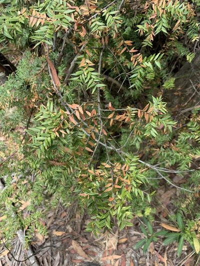 Acrotriche divaricata, photographed by Guy Taseski