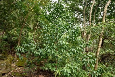 Melicope pteleifolia, photographed by 國立臺灣博物館