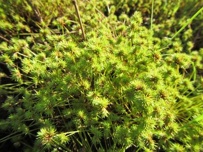 Isolepis hystrix, photographed by douglaseustonbrown
