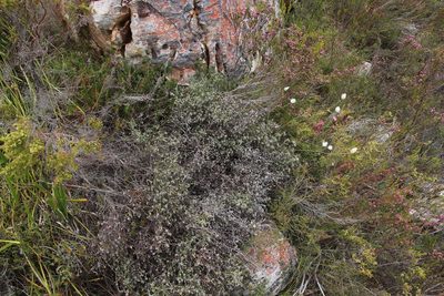 Stoebe incana, photographed by Tony Rebelo