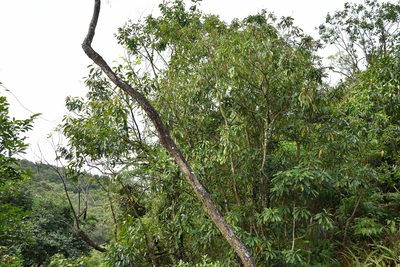 Meliosma rigida, photographed by 國立臺灣博物館