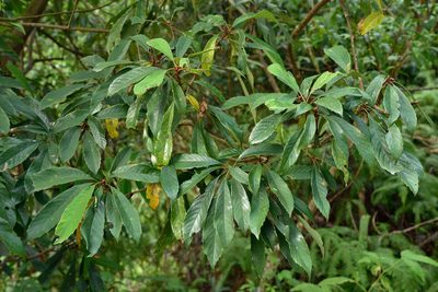 Meliosma rigida, photographed by 國立臺灣博物館