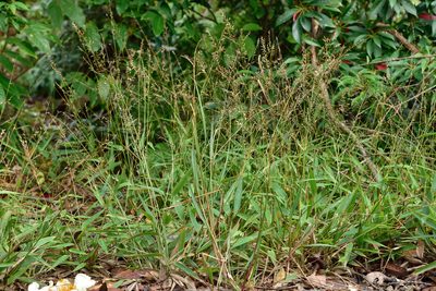 Lophatherum gracile, photographed by 國立臺灣博物館