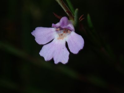Hemigenia purpurea, photographed by Thomas Mesaglio