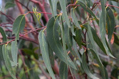 Eucalyptus haemastoma, photographed by Thomas Mesaglio