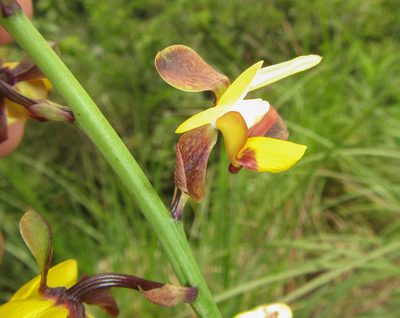 Eulophia streptopetala, photographed by Robert Taylor