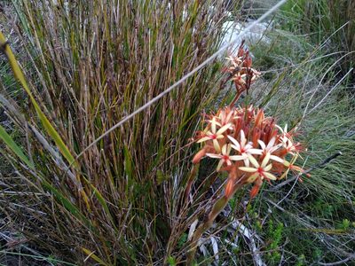 Dilatris viscosa, photographed by De Waal Hugo