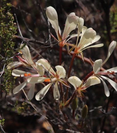 Pelargonium carneum, photographed by Tony Rebelo