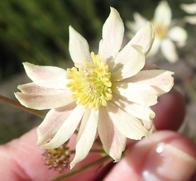 Knowltonia filia, photographed by Nicola van Berkel