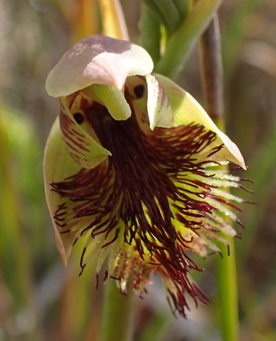 Calochilus herbaceus, photographed by corunastylis