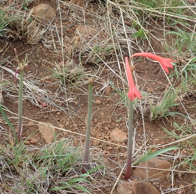 Cyrtanthus contractus, photographed by Peter Warren
