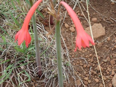 Cyrtanthus contractus, photographed by Peter Warren