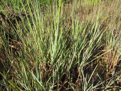 Hemarthria altissima, photographed by douglaseustonbrown