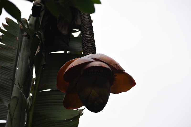 Ensete superbum, photographed by Jewel Johnson