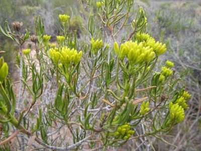 Pteronia paniculata, photographed by douglaseustonbrown