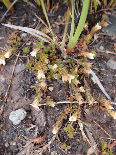 Mitrasacme pilosa, photographed by corunastylis