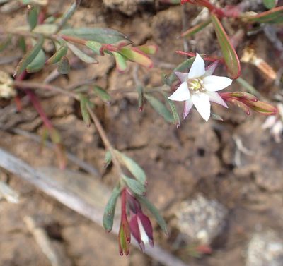 Boronia parviflora, photographed by corunastylis