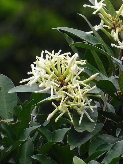 Anodendron benthamianum, photographed by 葉子