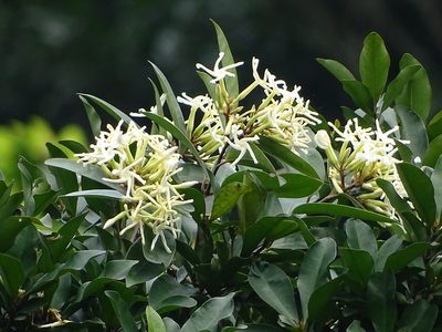 Anodendron benthamianum, photographed by 葉子