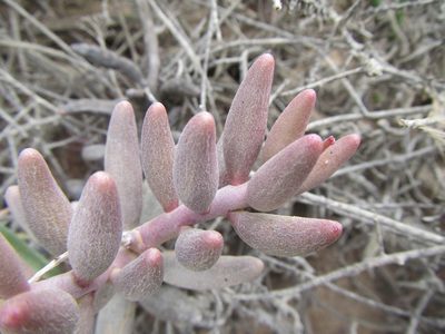 Adromischus filicaulis, photographed by douglaseustonbrown