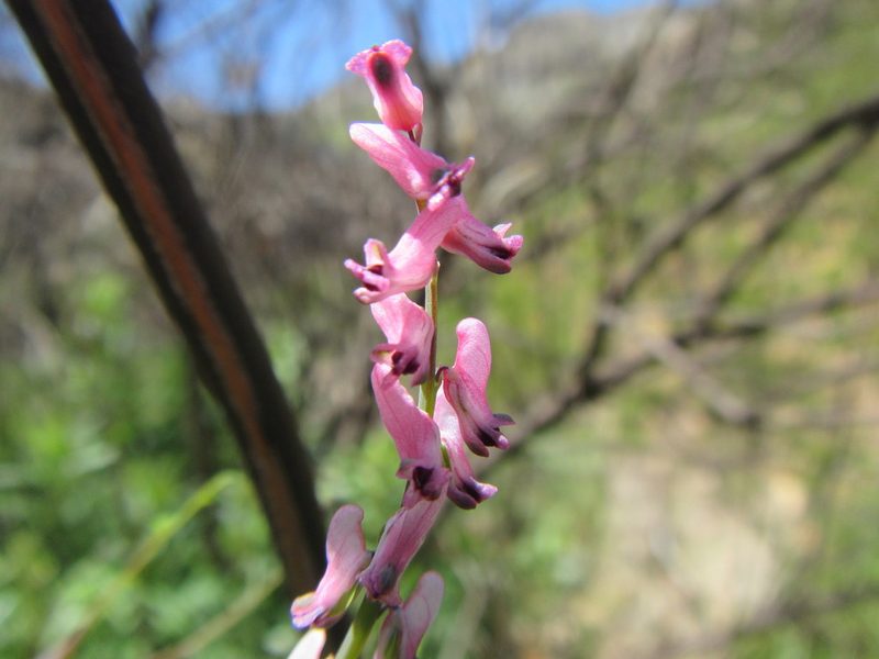 Discocapnos mundtii, photographed by douglaseustonbrown