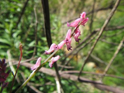 Discocapnos mundtii, photographed by douglaseustonbrown