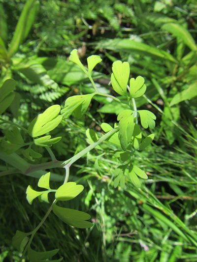 Discocapnos mundtii, photographed by douglaseustonbrown