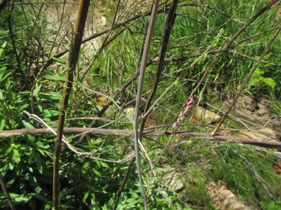 Discocapnos mundtii, photographed by douglaseustonbrown